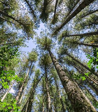 La Sila Grande I Giganti della Sila © lapas77/Shutterstock.com
