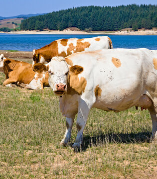 Lago di Cècita Mucche al pascolo sul lago di lago Cècita © Marco Fine/Shutterstock.com